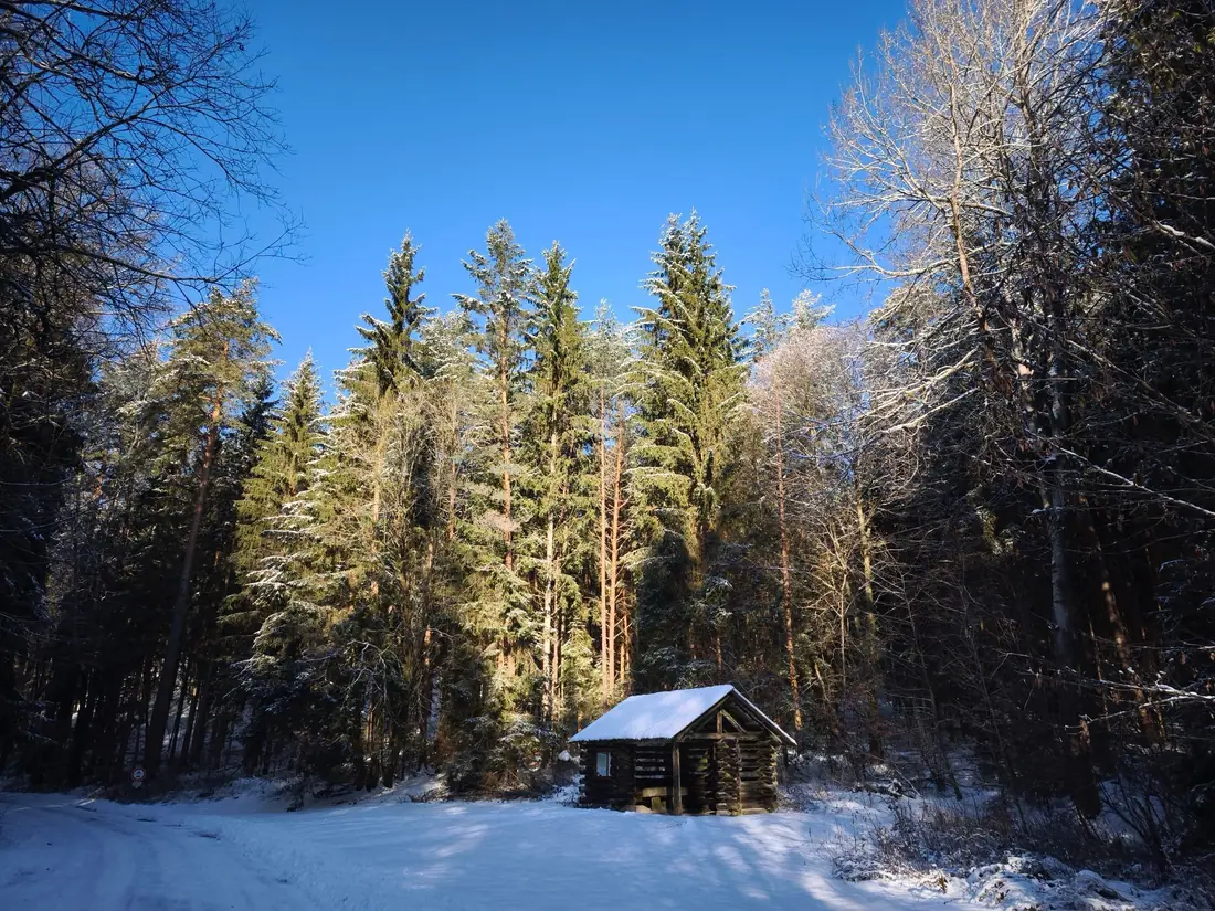 A small cabin under tall pines after a fresh snowfall
